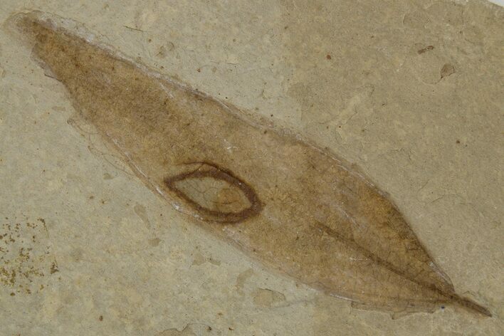 Detailed Fossil Leaf (Populus) - Green River Formation, Utah #334314
